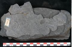 Foto (Detailansicht) von Lepidodendron aculeatum St. (NHMW-GEO-2024-0188-11225)